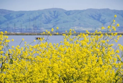 Sunnyvale's Outdoor Paradise: Nature Trails and Recreation